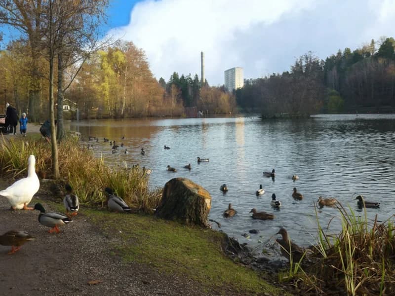 Hyr buss till Lötsjön i Sundbyberg för friluftsaktiviteter